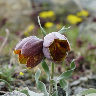 Fritillaria epirotica